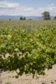 Colorado vineyard growing University of MInnesota grape varieties.