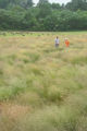 Perennial ryegrass variety development and winter hardiness testing. Research plots on St. Paul Campus, University of Minnesota.