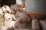 Alternative swine production research at West Central Research and Outreach Center, Morris.