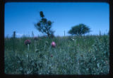 Thistles beside road