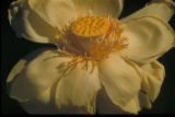 Nelumbo lutea