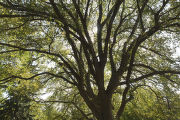 The original 'St. Croix' elm tree near Afton, Minnesota. Resistant to Dutch elm disease.