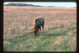 Elk