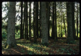 Norway spruce, planted 1922.