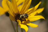 Perennial sunflowers of Michael (Mikey) Kantor, in breeding plots on the University of Minnesota's St. Paul campus.