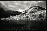 Thlinkit Point, Glacier Bay, Alaska