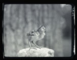 Godwit chick on stone