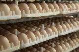 Chicken eggs in hatchery. Avian influenza disease prevention and control in poultry facilities.