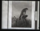 Duck hawn, Peregrine , from a mounted illustration