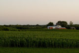 Corn field in Carver County, Minnesota, near Cologne, on U.S. Hwy. 212.