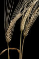 2-row barley at the University of Minnesota's Northwest Research and Outreach Center, Crookston.