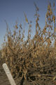Soybean plots of University of Minnesota soybean researcher Seth Naeve for soybean production research.