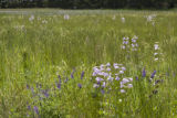 Potential alternative legume crops being investigated by University of Minnesota researchers.