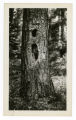 Pileated woodpecker damage on jack pine