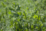Sweet, green pea research by Vince Fritz, Department of Horticultural Science.