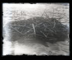 Foresters Tern nest or rat house