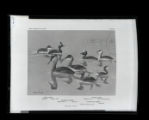 Holboell's, Horned, Eared, and Pied-billed Grebes, illustration, plate 2 in Birds of Minnesota