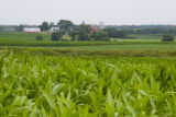 Corn field in Carver County, Minnesota, near Cologne, on U.S. Hwy. 212.