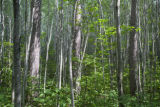 Site of a tornado approximately 25 years earlier, which released the aspen.