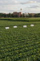 Biological control research, to reduce populations of soybean aphids.