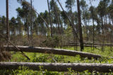 Blow down of old red and white pines on the Chippewa National Forest, Minnesota, in July, 2012.