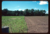 Mickelson Farm old field