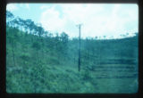 Sparse pine woods seen from train window