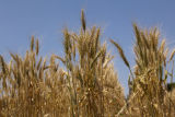 Norden' wheat