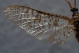Ephemeridae Ephemera Simulans