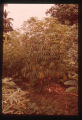 Plant and man slides Lectures 6-10