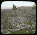 Potentilla succession on the rocks on the North Shore