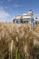 Harvesting wheat research plots using small scale combine. St. Paul Campus, University of MInnesota.