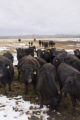 Bovine TB research and control in northern Minnesota, to prevent spread of disease between livestock (primarily cows) and wild deer.
