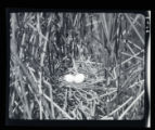 Least Bittern nest and eggs