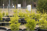 Spruce that are part of a simulated climate change study at the University of Minnesota's Cloquet Forestry Center.