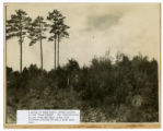 A group of seed trees, known locally as the "Four Pines".