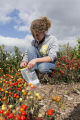 Evaluating pepper varieties for use in food safety and nutrition.