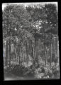 Norway Pine woods on Norway Beach
