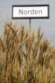 Norden' wheat.