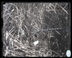 Nest of short-billed Marsh Wren