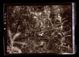 Nighthawk nest and eggs