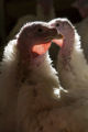 Turkey research, flock at Rosemount Research and Outreach Center, University of Minnesota.