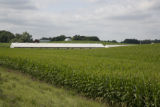 Corn field and pig barns, Rice County, Minnesota.
