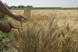 Making selections in wheat research plots, St. Paul Campus.