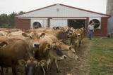 Skiba family Jersey dairy farm, "Diamonds Farm" in Isanti County, between Cambridge and North Branch.