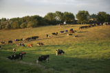 Cows grazing on pasture.