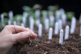 Polyantha rose breeding.