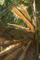 Blow down of old red and white pines on the Chippewa National Forest, Minnesota, in July, 2012.