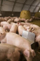 Alternative swine production research at West Central Research and Outreach Center, Morris.