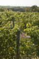 Cannon River Winery and vineyard in the Sogn Valley, Goodhue County, Minnesota.